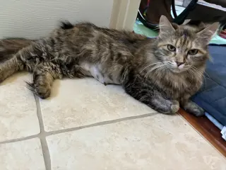Mimosa