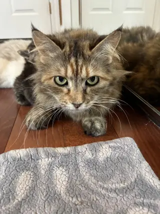 Mimosa