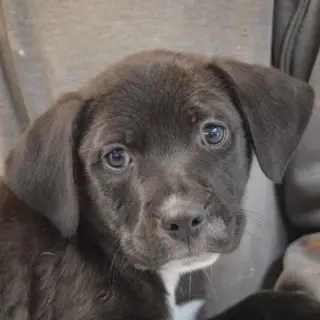 Aero
