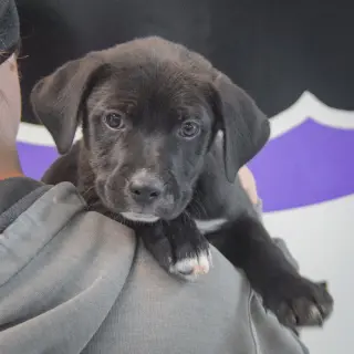 Aero