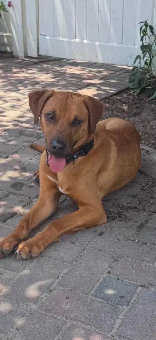 ATLAS