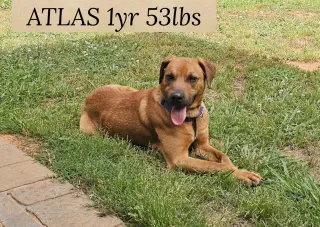 ATLAS