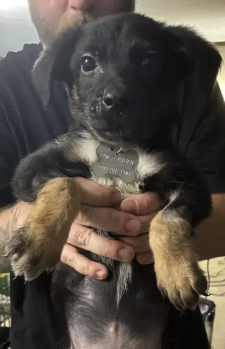 Kratos- Twitch Team Litter