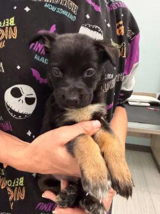 Kratos- Twitch Team Litter
