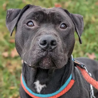 Pound Dog-Coal #179858-Courtesy Listing