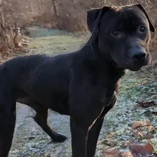 Pound Dog-Coal #179858-Courtesy Listing