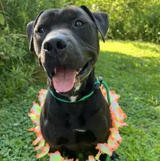 Pound Dog-Coal #179858-Courtesy Listing