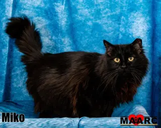 Miko