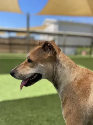 Pamela