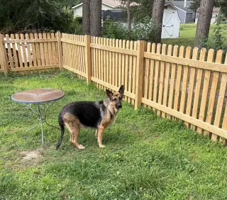 Bailey 7309