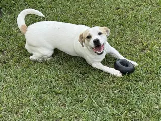 Banjo - tornado of fun