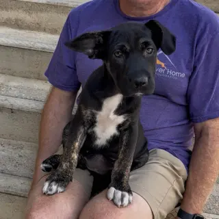 O Litter Oakley