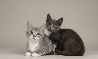 Sweet Kittens!