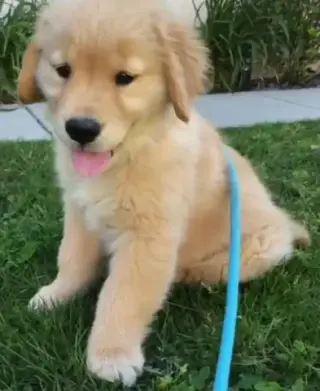 Golden retriever