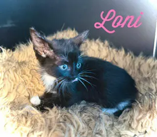 Loni