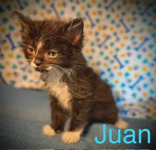 Juan