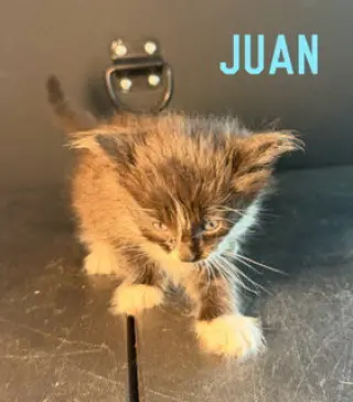 Juan