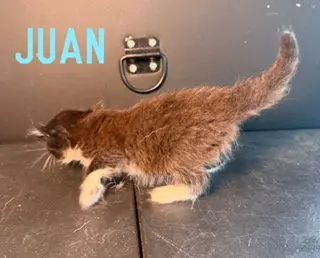 Juan