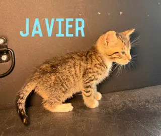 Javier