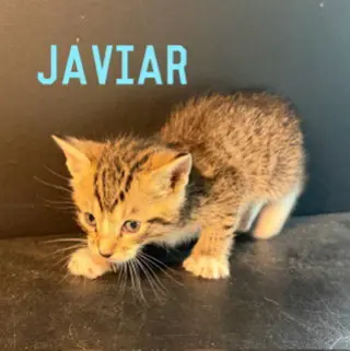 Javier