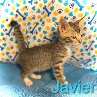 Javier