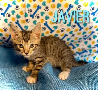 Javier