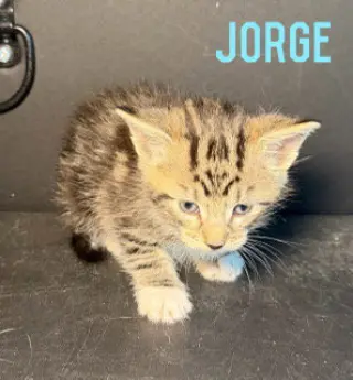 Jorge