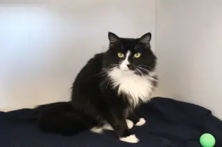 A Boy Named Sue