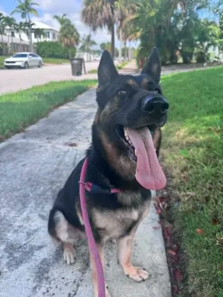 Bella 3165
