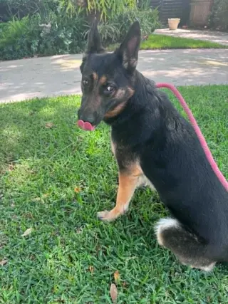 Bella 3165