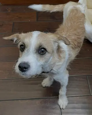 Maple