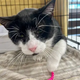 Sylvester