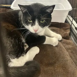 Sylvester