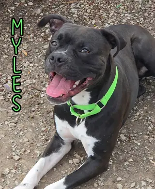 Myles