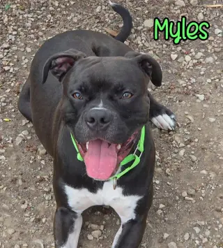 Myles