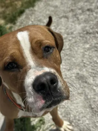 Buckeye