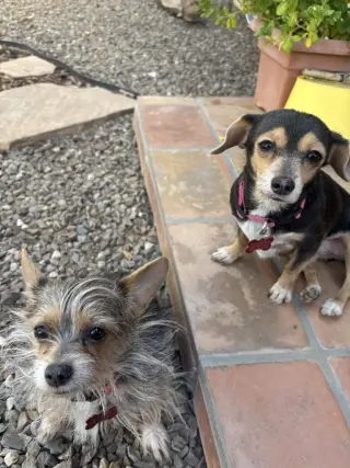 Mango & Papaya