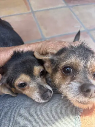 Mango & Papaya