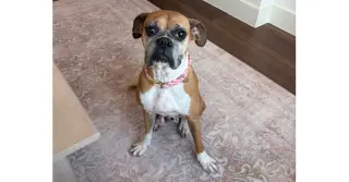 Dolly