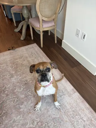 Dolly