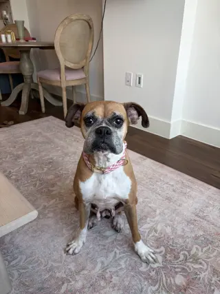 Dolly
