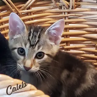 Caleb #winsome-fivesome