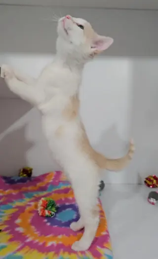*Dip