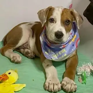 Oakley