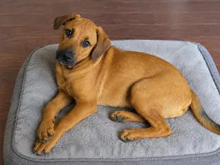 Pip