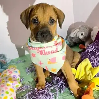 Pip