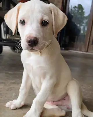 Max