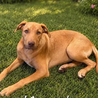 Murphy