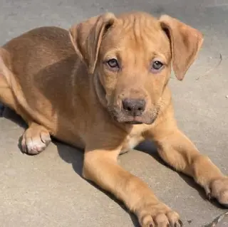 Murphy