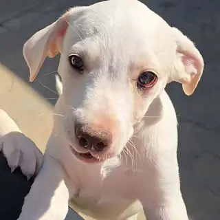 Monty
